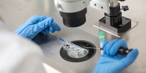 ceti_FIV-ICSI ceti_FIV-ICSI